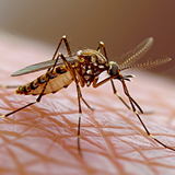 Best Pest Control Services Hyderabad